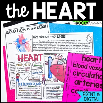 Preview of The Human Heart | Circulation | Human Body Organs