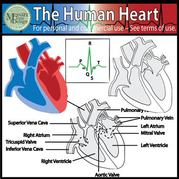 Preview of The Human Heart Clip Art {Messare Clips and Design}