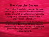 The Human Muscular System PowerPoint