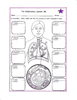 Preview of The Human Respiratory System #2