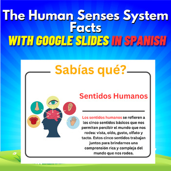 Preview of The Human Senses System Facts in Spanish. Printable With Google Slides