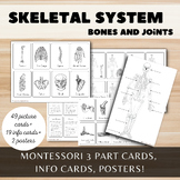 The Human Skeleton // Bones and Joint Study // Montessori 