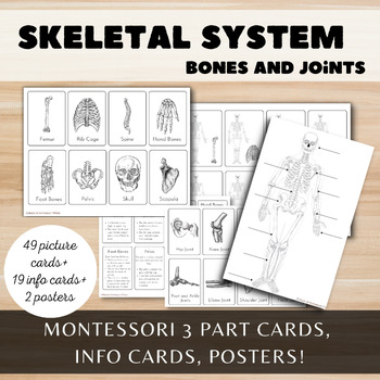 Preview of The Human Skeleton // Bones and Joint Study // Montessori 3 Part Cards