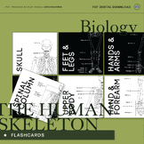The Human Skeleton Flashcards - Science Educational Resour