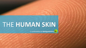 Preview of The Human Skin PowerPoint Presentation