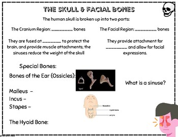 Preview of The Human Skull & Facial Bones