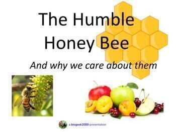 Preview of The Humble Honey Bee and Why We Care About Them