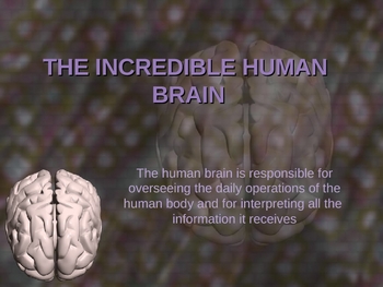 Preview of The Incredible Brain