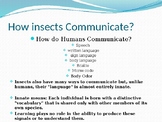 Insects- How InsectsCommunicate with each other and other 