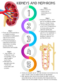 The Kidneys & Nephrons