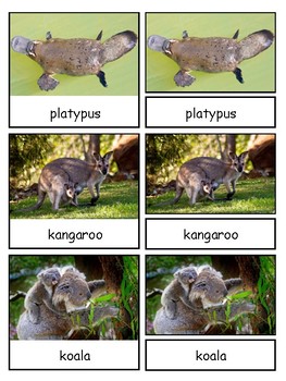 The Land Down Under--Australian Animals Montessori 3-part cards | TpT