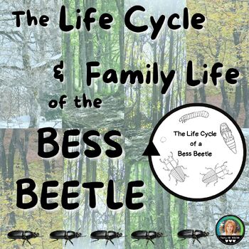 Preview of The Life Cycle and Family Life of a Bess Beetle Section 3