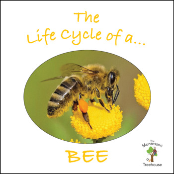 Preview of The Life Cycle of a Bee Package with Real Pictures / Photos