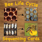 The Life Cycle of a Bee Sequencing Cards with Real Pictures