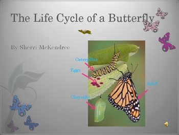 Preview of The Life Cycle of a Butterfly