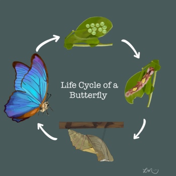 Preview of The Life Cycle of a Butterfly