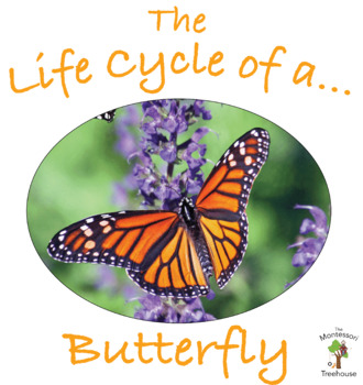 Preview of The Life Cycle of a Butterfly Package with Real Pictures / Photos