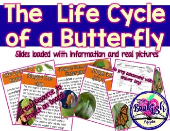 Preview of The Life Cycle of a Butterfly Power Point Slides