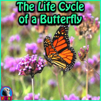 Preview of The Life Cycle of a Butterfly - PowerPoint