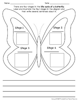 The Life Cycle of a Butterfly Writing Activity | TPT