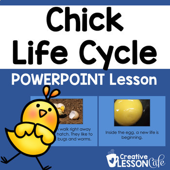 Preview of Spring Life Cycles |The Life Cycle of a Chick PowerPoint Science Lesson