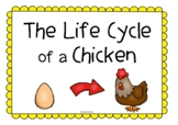 The Life Cycle of a Chicken Information Poster Set/Anchor Charts