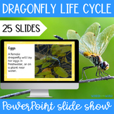 The Life Cycle of a Dragonfly PowerPoint Presentation Slide Show