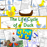 The Life Cycle of a Duck- Spring, Duckling
