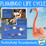 The Life Cycle of a Flamingo PowerPoint Slide Show Presentation