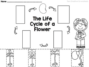 Preview of The Life Cycle of a Flower Sequencing Worksheet