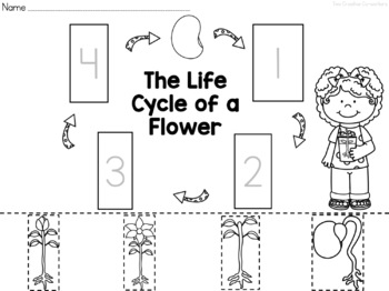 The Life Cycle of a Flower printable mini book, worksheets, & cards