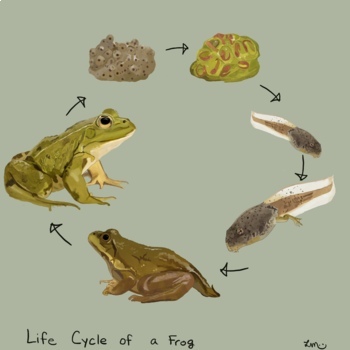 Preview of The Life Cycle of a Frog
