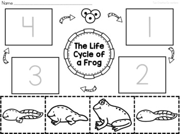 The Life Cycle of a Frog | printable mini book, worksheets, & cards