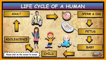 The Life Cycle of a Human: Interactive Google Slides + PPT + Worksheet