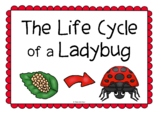 The Life Cycle of a Ladybug Information Poster Set