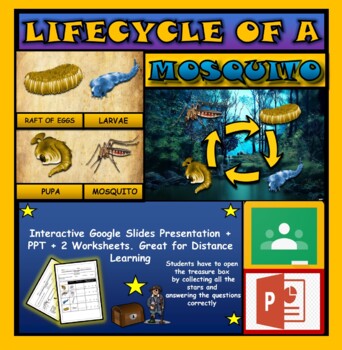 Preview of The Life Cycle of a Mosquito: Interactive Google Slides + PPT + Worksheet