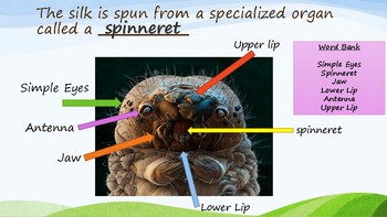 Preview of The Life Cycle of a Painted Lady Butterfly (Interactive PowerPoint)