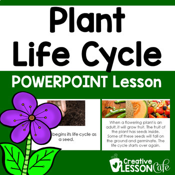 Preview of Plant Life Cycle Lessons and Activities | Plant Growth | Life Cycles PowerPoint