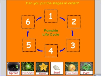 Preview of The Life Cycle of a Pumpkin- Fall Plants