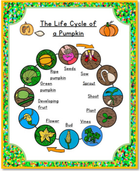Preview of The Life Cycle of a Pumpkin/ Graphic Organizer