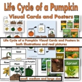 The Life Cycle of a Pumpkin Visual Cards and Posters