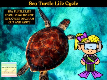 Preview of The Life Cycle of a Sea Turtle: PowerPoint Presentation