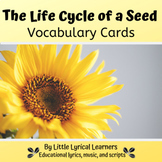 The Life Cycle of a Seed Vocabulary Cards