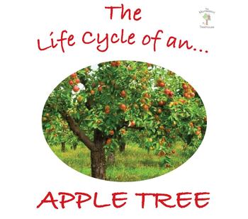 Preview of The Life Cycle of an Apple Tree Package