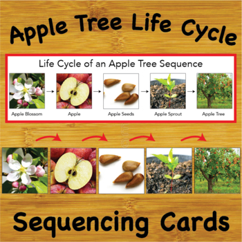 Preview of The Life Cycle of an Apple Tree Sequencing Cards