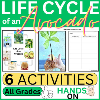 Preview of The Life Cycle of a Plant: Avocado Editable Activities & Worksheets | Garden