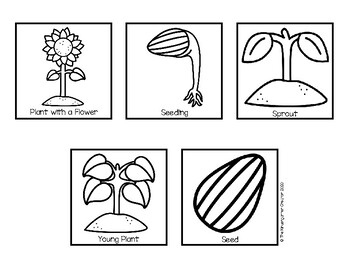 The Life Cycle of a Plant Sequence by The Kindergarten Creator | TpT