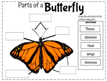 The Life Cycle of the Butterfly (Drag and Drop) SPANISH and ENGLISH