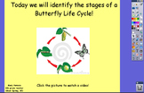 The Life Cycle of a Butterfly Flipchart