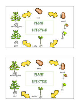 Plants Life Cycle Emergent Reader Cut and Paste Activities Book For ...